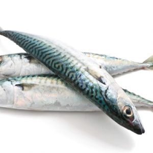 MACKEREL FISH