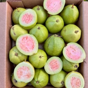 Wholesale Pink Guava