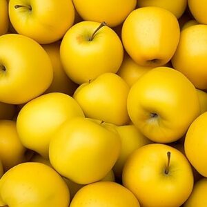 Wholesale Fresh golden delicious apples