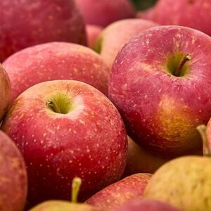 Wholesale Fresh delicious Gala Apples