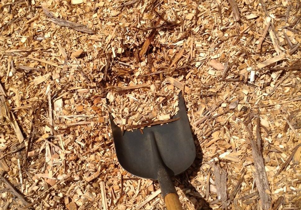 Wholesale Wood Shavings Suppliers: The Secret to Quality Animal Bedding