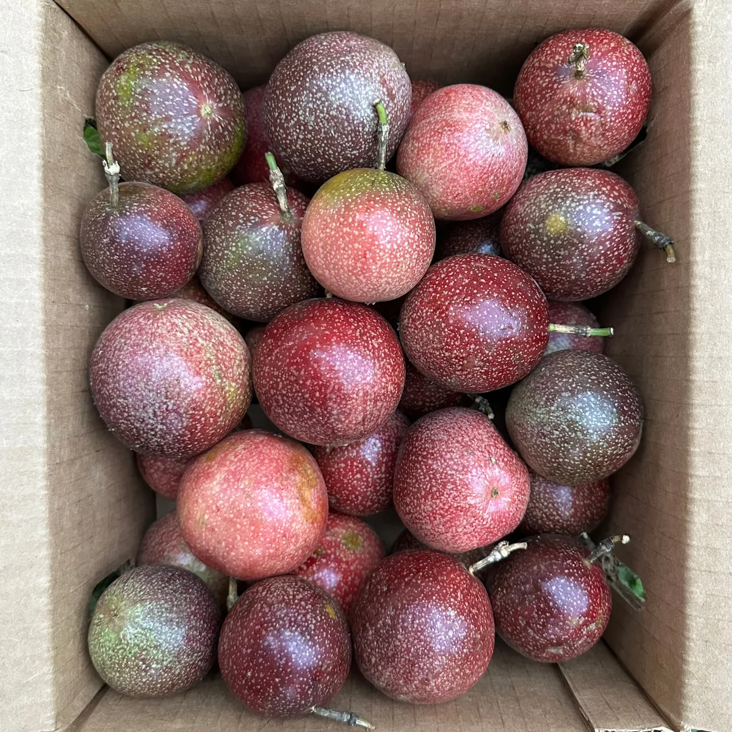 Wholesale Passionfruit Purple/Pink