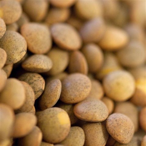 Brown Pardina Lentils
