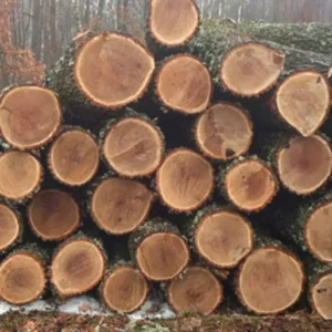 Oak Logs