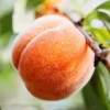Wholesale Sweet Peaches - Image 2