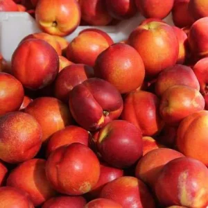 Wholesale White Nectarines