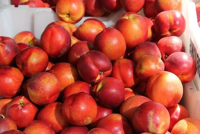 Wholesale White Nectarines