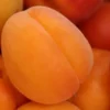 Wholesale Fresh Apricots - Image 2