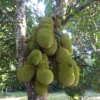 Wholesale Jackfruit Box - Image 2