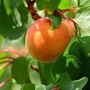 Wholesale Fresh Apricots