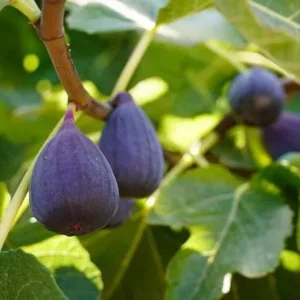 Wholesale Figs